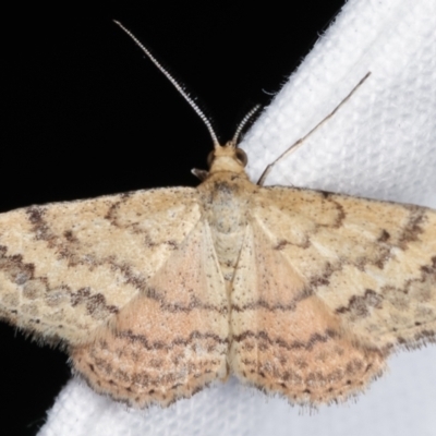 Scopula rubraria (Reddish Wave, Plantain Moth) at Melba, ACT - 7 Feb 2021 by kasiaaus