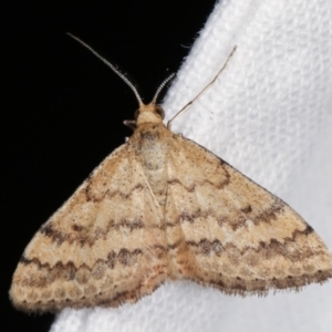 Scopula rubraria at Melba, ACT - 7 Feb 2021 12:07 AM