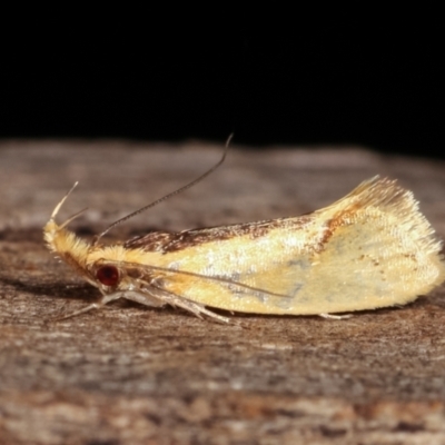 Thema psammoxantha (A concealer moth) at Melba, ACT - 7 Feb 2021 by kasiaaus