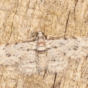 Chloroclystis insigillata at Melba, ACT - 7 Feb 2021