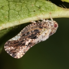 Massila sp. (genus) (Unidentified Massila planthopper) at Melba, ACT - 7 Feb 2021 by kasiaaus