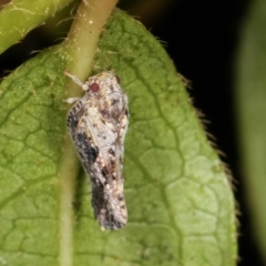 Massila sp. (genus) at Melba, ACT - 7 Feb 2021