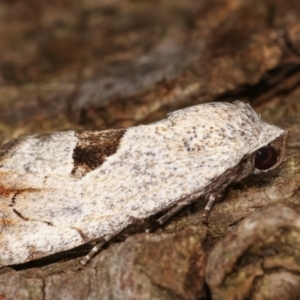 Armactica conchidia at Melba, ACT - 7 Feb 2021