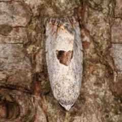 Armactica conchidia at Melba, ACT - 7 Feb 2021