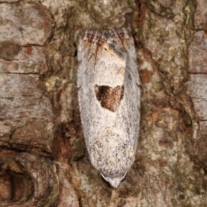 Armactica conchidia at Melba, ACT - 7 Feb 2021 12:21 AM