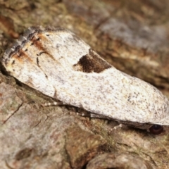 Armactica conchidia at Melba, ACT - 7 Feb 2021 12:21 AM