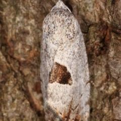 Armactica conchidia at Melba, ACT - 7 Feb 2021