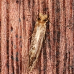 Moerarchis inconcisella (A tineid moth) at Melba, ACT - 6 Feb 2021 by kasiaaus