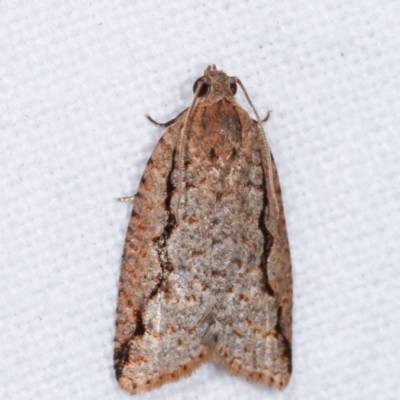 Meritastis undescribed species (A Tortricid moth) at Melba, ACT - 6 Feb 2021 by kasiaaus