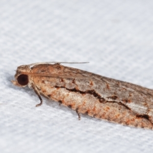 Meritastis undescribed species at Melba, ACT - 7 Feb 2021