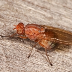 Sapromyza sp. (genus) (A lauxaniid fly) at Melba, ACT - 6 Feb 2021 by kasiaaus