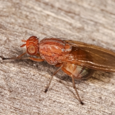 Sapromyza sp. (genus) (A lauxaniid fly) at Melba, ACT - 6 Feb 2021 by kasiaaus