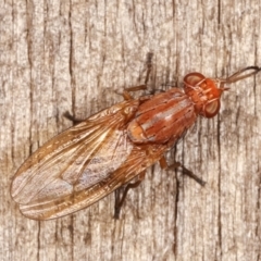 Sapromyza sp. (genus) at Melba, ACT - 7 Feb 2021 12:27 AM