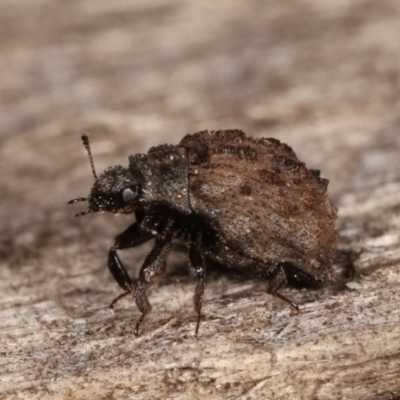 Microchaetes sp. (genus) (Pill beetle) at Melba, ACT - 6 Feb 2021 by kasiaaus