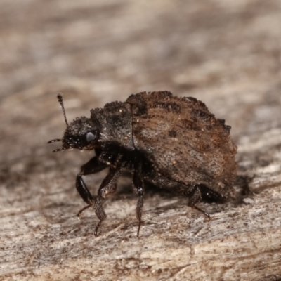 Microchaetes sp. (genus) (Pill beetle) at Melba, ACT - 7 Feb 2021 by kasiaaus