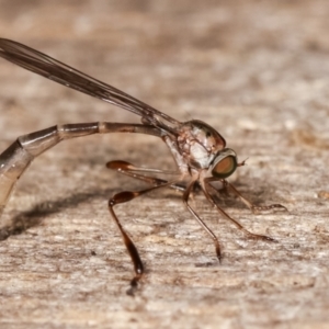 Leptogaster sp. (genus) at Melba, ACT - 7 Feb 2021 12:29 AM