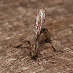 Leptogaster sp. (genus) at Melba, ACT - 7 Feb 2021