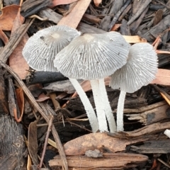 Coprinellus etc. (An Inkcap) at Cook, ACT - 2 Feb 2021 by drakes