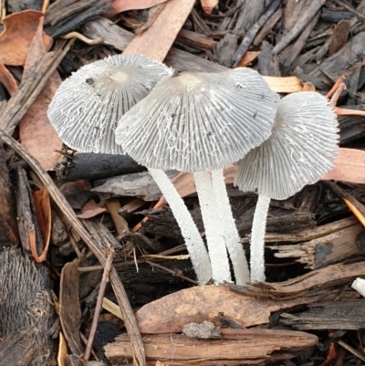 Coprinellus etc. (An Inkcap) at Cook, ACT - 1 Feb 2021 by drakes