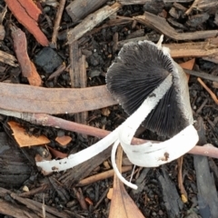 Coprinellus etc. at Cook, ACT - suppressed