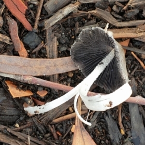 Coprinellus etc. at Cook, ACT - suppressed