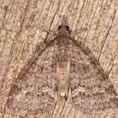 Microdes squamulata (Dark-grey Carpet) at Melba, ACT - 6 Feb 2021 by kasiaaus