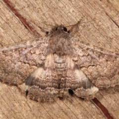 Eudesmeola lawsoni (Lawson's Night Moth) at Melba, ACT - 7 Feb 2021 by kasiaaus