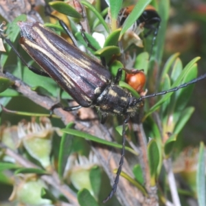 Distichocera fuliginosa at Nimmo, NSW - 7 Feb 2021