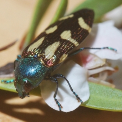 Castiarina flavopurpurea (A Jewel Beetle) at Nimmo, NSW - 7 Feb 2021 by Harrisi