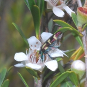 Castiarina flavopurpurea at Nimmo, NSW - 7 Feb 2021