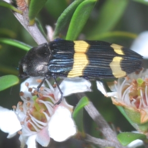 Castiarina bifasciata at Nimmo, NSW - 7 Feb 2021