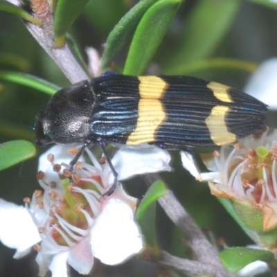Castiarina bifasciata (Jewel beetle) at Nimmo, NSW - 7 Feb 2021 by Harrisi