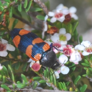 Castiarina thomsoni at Kosciuszko National Park, NSW - 7 Feb 2021