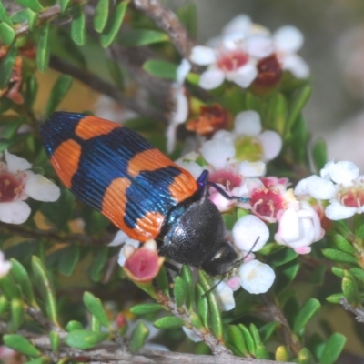 Castiarina thomsoni (A jewel beetle) at Kosciuszko National Park, NSW - 7 Feb 2021 by Harrisi