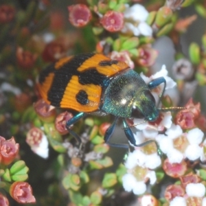 Castiarina delectabilis at Kosciuszko National Park, NSW - 7 Feb 2021