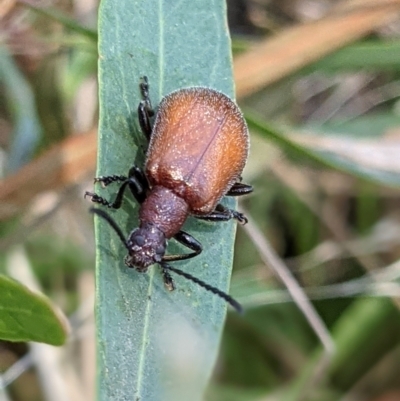 Ecnolagria grandis (Honeybrown beetle) at Bonegilla, VIC - 9 Feb 2021 by ChrisAllen