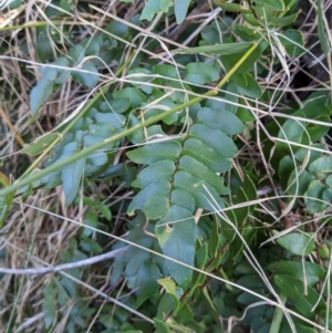 Pellaea calidirupium at Baranduda Regional Park - 3 Feb 2021 09:18 AM