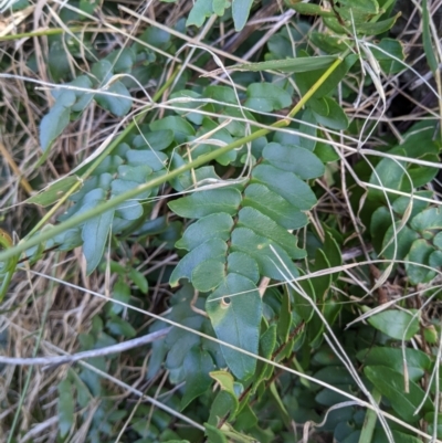 Pellaea calidirupium (Hot Rock Fern) at Wodonga - 2 Feb 2021 by ChrisAllen