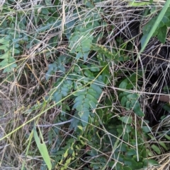 Pellaea calidirupium at Baranduda Regional Park - 3 Feb 2021 09:18 AM