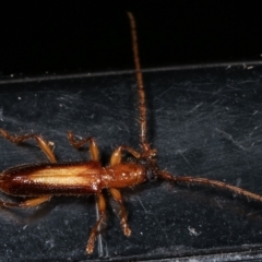 Atesta dorsalis (Longhorn or longicorn beetle) at Melba, ACT - 6 Feb 2021 by kasiaaus