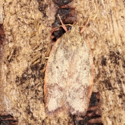 Garrha (genus) (A concealer moth) at Melba, ACT - 6 Feb 2021 by kasiaaus