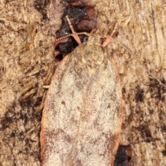 Garrha (genus) at Melba, ACT - 7 Feb 2021 12:40 AM