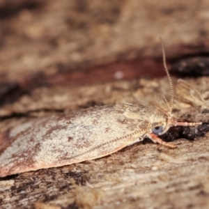 Garrha (genus) at Melba, ACT - 7 Feb 2021