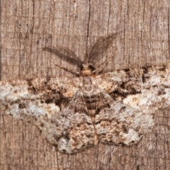 Unplaced externaria (Mahogany Bark Moth) at Melba, ACT - 7 Feb 2021 by kasiaaus