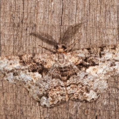 Unplaced externaria (Mahogany Bark Moth (formerly Hypomecis externaria)) at Melba, ACT - 6 Feb 2021 by kasiaaus
