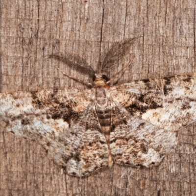 Unplaced externaria (Mahogany Bark Moth) at Melba, ACT - 7 Feb 2021 by kasiaaus