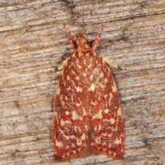 Syringoseca rhodoxantha (A concealer moth) at Melba, ACT - 7 Feb 2021 by kasiaaus