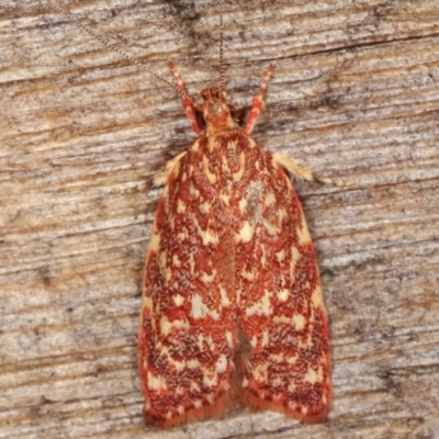 Syringoseca rhodoxantha (A Concealer moth (Wingia group)) at Melba, ACT - 7 Feb 2021 by kasiaaus