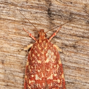 Syringoseca rhodoxantha at Melba, ACT - 7 Feb 2021