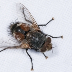 Calliphora augur (Lesser brown or Blue-bodied blowfly) at Melba, ACT - 7 Feb 2021 by kasiaaus